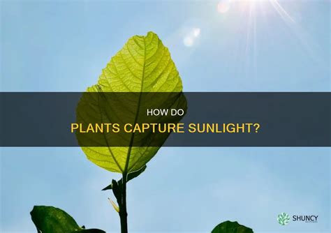 How Do Plants Capture Sunlight: A Simple Guide To Photosynthesis