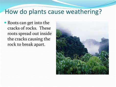 How Do Plants Cause Weathering And Soil Erosion