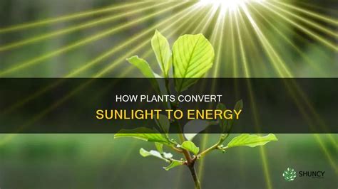 How Plants Convert Sunlight Into Energy: The Chloroplast Guide