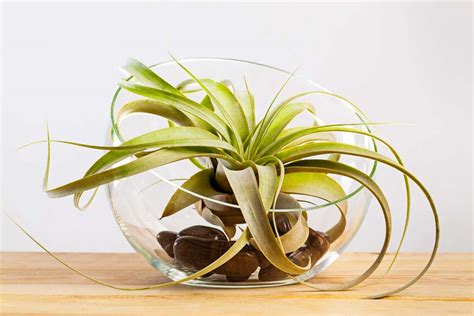 How Plants Cool Your Home Inside And Out
