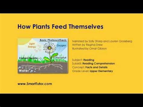 How Plants Feed Themselves: A Simple Guide To Photosynthesis