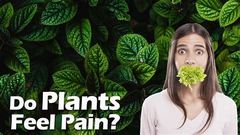 How Do Plants Feel? A Complete Guide To Plant Intelligence