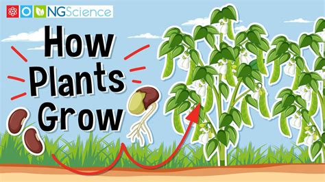 How Do Plants Form: The Science Behind Growth Explained