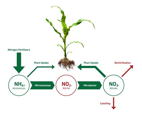 How Do Plants Get Nitrogen: Unlocking The Secret To Growth