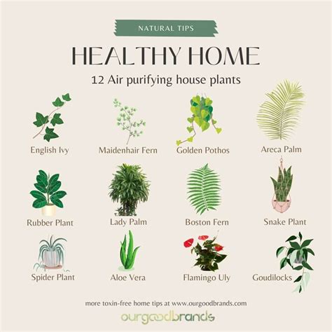 How Do Plants Improve Air Quality Inside Your Home