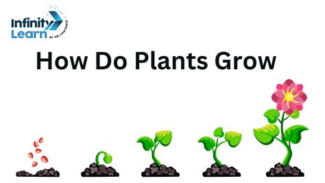 How Do Plants Know To Grow Up And Why It Matters