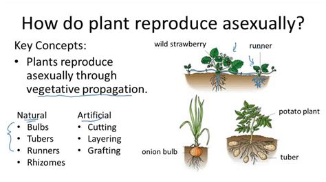 How Plants With Bulbs Reproduce: The Simple Guide To Propagating For Beginners