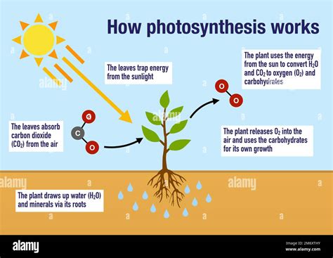 How Do Plants Work: A Deep Dive Into Plant Biology Inside Out Everyday Guide To How Plants Work The Science Behind How Plants Work What Is Photosynthesis And How Do Plants Work