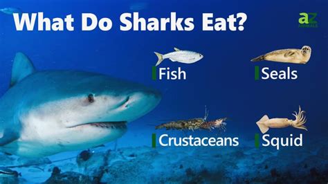 How Sharks Eat Fish: The Hunting Techniques That Work