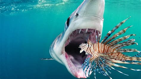 How Do Sharks Eat Lionfish Without Getting Stung