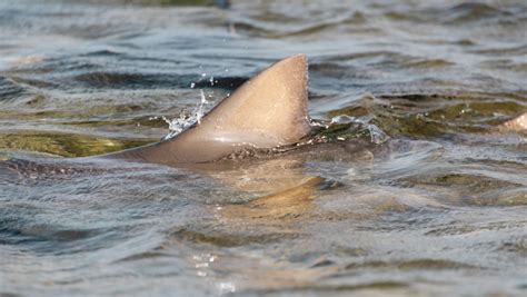 How Do Sharks End Up In Lakes