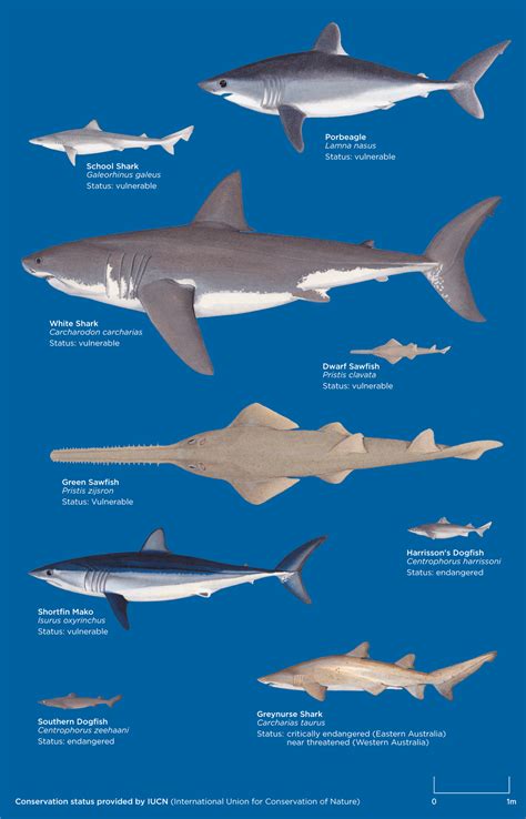 How Sharks Escape Predators On The Open Ocean