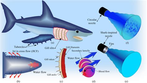 How Sharks Exhale Understand The Bottom Line On Gills