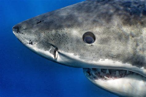 How Do Sharks Eyes Work: A Deep Dive Into Their Specialized Design
