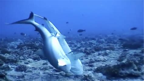 How Do Sharks Feed Their Young? Essential Insights For Marine Lovers