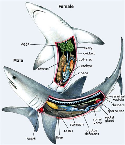 How Sharks Find A Mate: The Science Of Finding Love In The Deep Blue