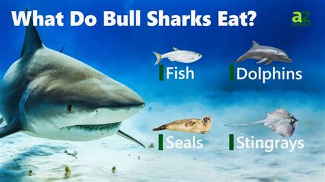 How Do Sharks Find Prey: Sensory Secrets Revealed