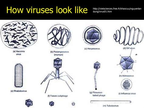 How Viruses Actually Appear: The Basics Explained