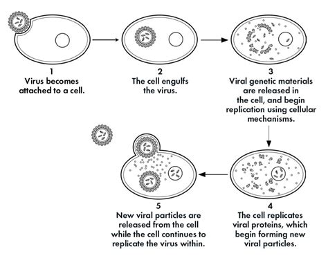 How Viruses Find And Attach To Human Cells