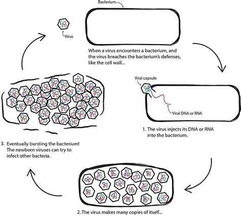 Why Do Viruses Make Us Sick