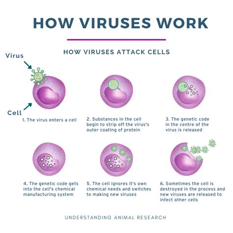 Why Do You Feel Crummy? How Viruses Make You Sick Explained