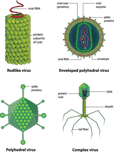 How Do Viruses Transfer? 4 Main Pathways Revealed