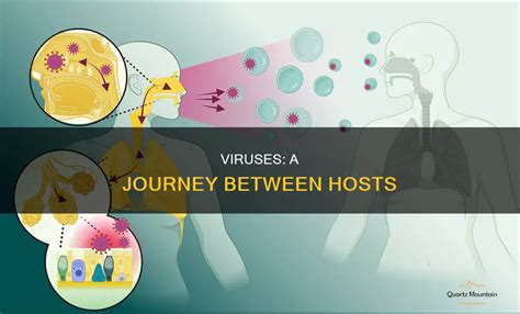 How Do Viruses Travel Between Hosts: Transmission Mechanisms Explained