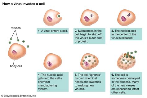 How Do Viruses Work In Your Body: A Simple Guide To The Invisible Battle
