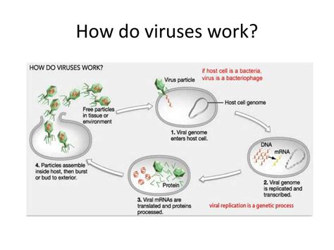 How Do Viruses Work: A Simple Breakdown Of Molecular Hijackers