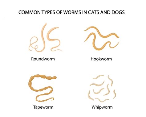 Wait For 5 Minutes: A Critical Guide On How Do Worms Form In Dogs