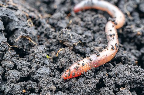 How Do Worms Form In Soil? The Complete Guide