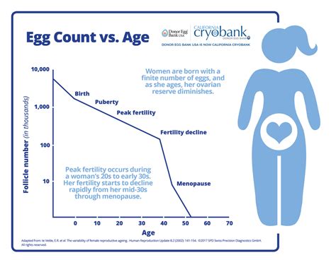Understanding How Age Affects Egg Quality And Fertility