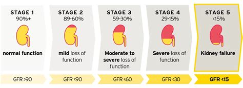 Kidney Function Changes With Age: What Is A Normal Gfr?
