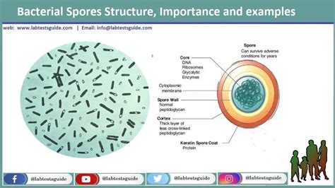 Spontaneous Generation Vs. Bacterial Growth Explained
