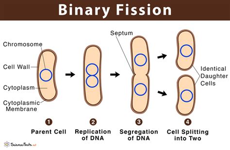 How Does Bacteria Use Binary Fission Step By Step