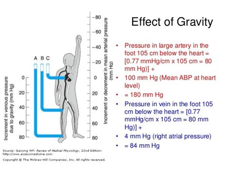 The Impact Of Gravity On Blood Flow And Circulation