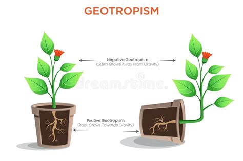 How Does Gravity Affect Plant Growth And Orientation