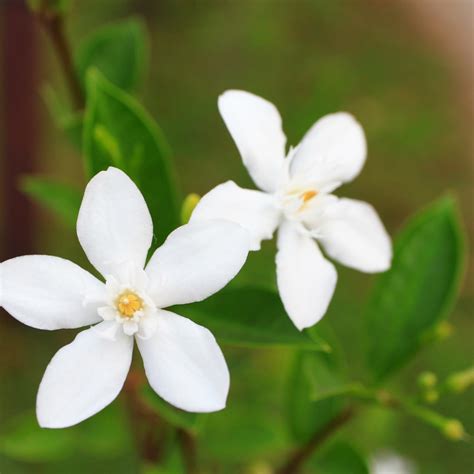 How Does Jasmine Flower Grow And Bloom: The Complete Guide