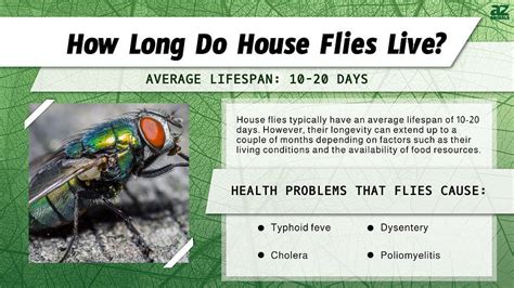 How Long Does The Average Housefly Live And How Many Eggs They Lay