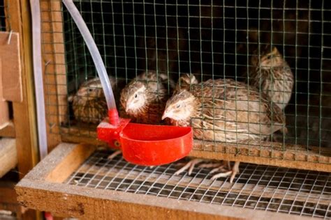 How Much Water Do Quail Drink Daily