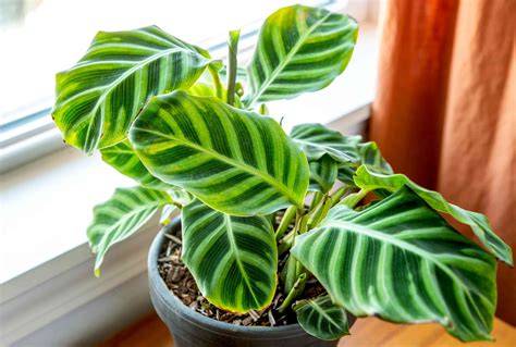 How To Care For A Calathea Plant Without Reviving It Next Week