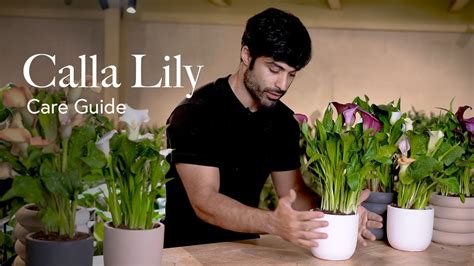 How To Care For A Calla Lily: From Soil To Season