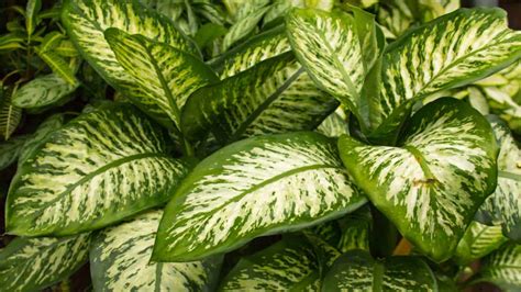 Dieffenbachia Care Guide: Growing A Hardy Dumb Cane Indoors