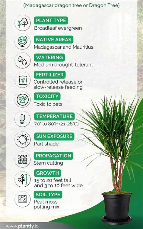 How To Care For A Dragon Tree For Optimal Growth