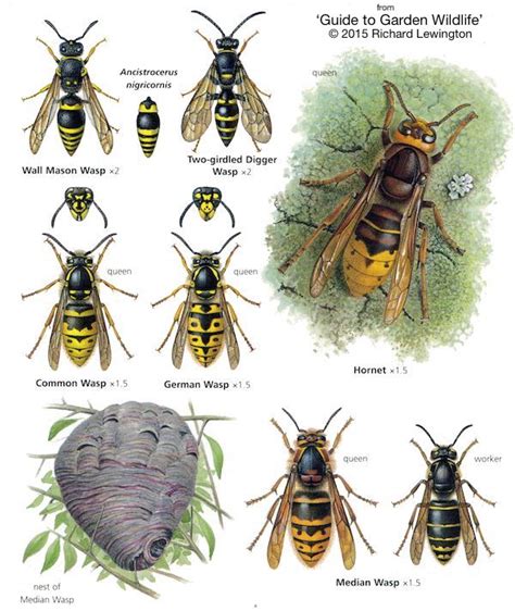 How To Identify A Queen Wasp: The Ultimate Guide