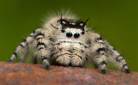 How To Raise Jumping Spiders: A Beginner's Guide