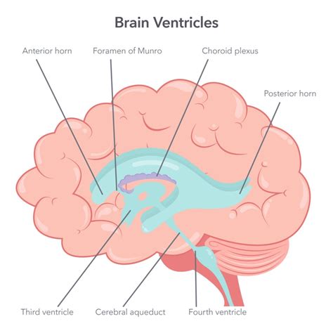 Anatomical Overview Of Structures In Brain Ventricle