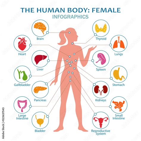 Understanding Metabolism In The Female Body