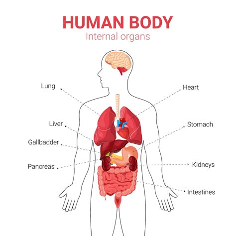 Inside The Human Body: Surprising Gut Microbiome Facts