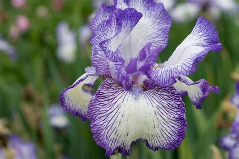 Iris Flowers